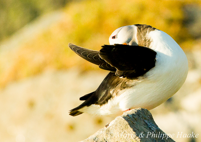 Macareux 3421.jpg - Macareux moine, Fratercula arctica, Atlantic Puffin (Norvège, juin 2012)